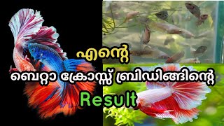 betta fish cross breeding results malayalam  Ep70 [upl. by Bagger723]