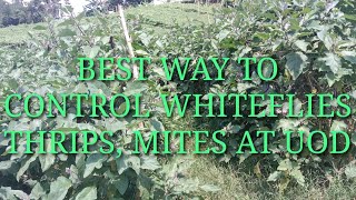 BEST WAY TO MANAGE AND CONTROL WHITEFLIES THRIPS MITES AND MORE IN EGGPLANT  BAGONG PARAAN PAANO [upl. by Toland]