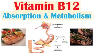 Vitamin B12 Absorption amp Metabolism  2 Enzymes That Require Vitamin B12 [upl. by Allerie]