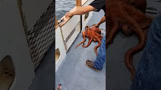 octopus squid fishing seafood youtubeshorts fishermanvillage shorts trendingshorts [upl. by Manwell]