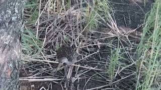 Limpkin in Texas [upl. by Beryle]