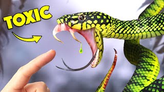 Bite of Rare Snake has Mysterious Venom [upl. by Tare]