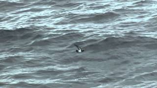 Whitebellied Stormpetrels November 2014 Juan Fernandez [upl. by Acimak]