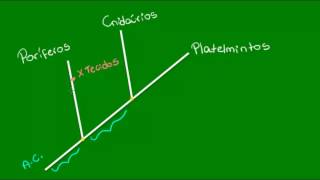 Características gerais e relações evolutivas dos platelmintos  Zoologia  Biologia [upl. by Eboh26]