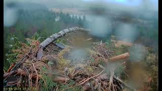 Llyn Clywedog 1 Osprey Nest☀️030424 [upl. by Pauiie482]