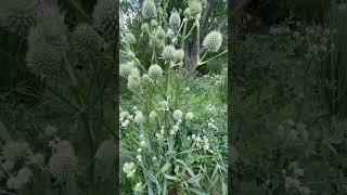 Rattlesnake Master A Perennial Plant for Your Pollinator Garden [upl. by Carlson]