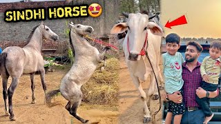 CONGRATS 🥳 NEW सिंधी Ghoda Dekhte Hi Pasand Aagya Lekin  Farm Pr Nhi Hai [upl. by Doralynn]