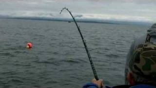 300 pound halibut landed on Alaska charter [upl. by Sheilah]