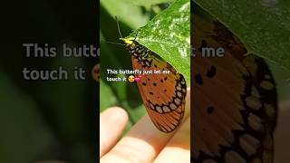 When Nature trusts in you 🦋 🧡 tawnycoster butterflies [upl. by Darci]