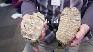 Mammoths versus Mastodons what is the difference [upl. by Kerekes]