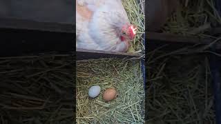 4 eggs farmlifeupdate chicken freerangeeggs chickenegg eggfarm egg egglife backyardchickens [upl. by Leanahtan]