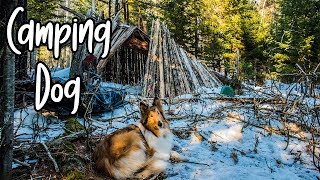 Overnight Winter Camping with My Dog [upl. by Enawtna30]