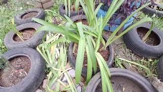 ACHEI mais um VASO para PLANTARcomo está o JARDIM depois dos REPLANTES e MUDANÇAS que fiz [upl. by Attegroeg]