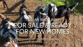 Nubian bucks for sale [upl. by Candis197]