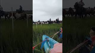 Chincoteague Island wild horse video the pony swim was so cool wildhorses Chincoteague ponies [upl. by Farah7]