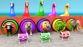 Dont Choose The Wrong Mystery Box Challenge With Elephant Lion Tiger Buffalo TRex Animals Game [upl. by Dott]