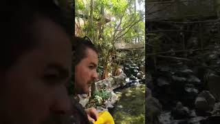 loro parque tenerife holiday tenerife loroparque zoo animals goodtimes goodvibes pov povs [upl. by Marice]