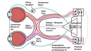 Pupillary Light Reflex Dr Ahmed [upl. by Tiras]