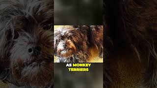 The Monkey Terrier  Meet the Outgoing Affenpinscher [upl. by Refotsirc]