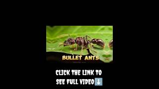 The Amazon Forest  Bullet Ants  Tamil History [upl. by Ennovy8]