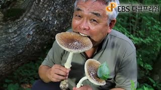 EBS 다큐프라임  Docuprime독버섯죽음에 이르는 유혹001 [upl. by Salahi]