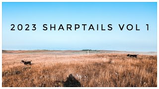 Sharptail Hunting  2023  Vol 1 [upl. by Retnyw]