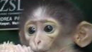 Conchita the White Naped Mangabey [upl. by Acsot262]