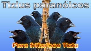 Tizius cantando e fritando na fibra para esquentar seus pássaros [upl. by Aseek]