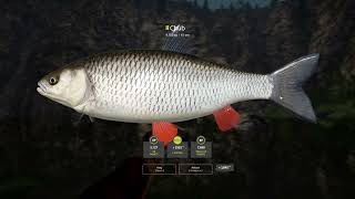 RF4  Belaya River Trophy  Chub 4292024 [upl. by Ahc181]