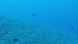 【映像記録】海洋温暖化？もう年の瀬なのに伊豆の海で孤独に泳ぐ小さなギンガメアジを見る [upl. by Eltotsira]