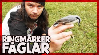 Hur man ringmärker fåglar  Bird Banding [upl. by Adla]