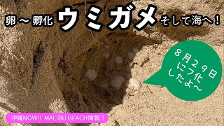 【沖縄NOWマリブビーチ情報版】Liveカメラ下で海亀の産卵跡を発見！その後の孵化・海へ旅立ちまで！ [upl. by Ahsimal]