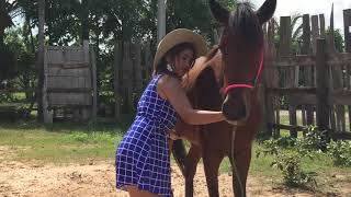 Fantastic Horse Training How To Teach Your Horse At Home [upl. by Odysseus]