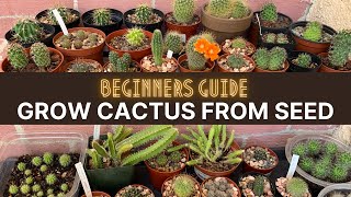 How to Grow Cactus from Seed A beginners guide  cactuscare cactus [upl. by Sheehan]