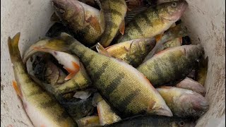 Ice fishing perch on SODUS BAY [upl. by Archle897]