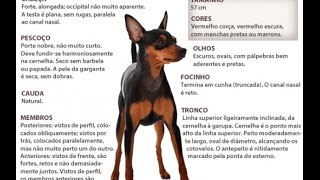 Pinscher [upl. by Azilanna]