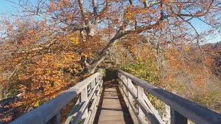 Ruine Helfenstein  Spaziergang im Herbst  28102024 [upl. by Naoh]