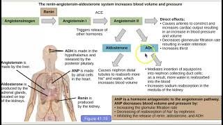 AHS 120 Ch 415 Hormonal Control of Osmoregulatory Functions [upl. by Decato]