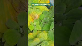 ජල සලාද කොල☘️pistia stratiotessubscribe betalovers tank beautifulbettafish aquariumsrilanka [upl. by Halstead]