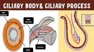 Uveal Anatomy  Ciliary body  Ciliary process ultrastructure [upl. by Eiramnaej]