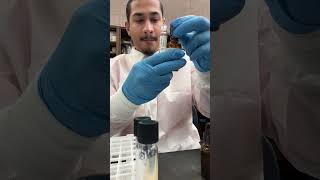 Pseudomonas nitrate test  microorganisms bacteria [upl. by Eenad]