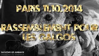 Rassemblement pour les Galgos 11102014 [upl. by Nylissej]