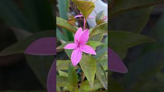 Pastel flowerPseuderanthemum  bushhedge [upl. by Greenstein]