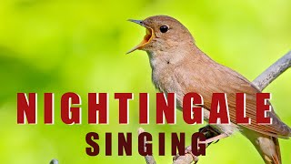 Singing NIGHTINGALE  the best BIRD SONG [upl. by Nosdrahcir]