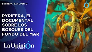 Pyrifera el documental de Por el Mar sobre los bosques sumergidos de algas gigantes [upl. by Scholz697]