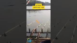 STRIKE BERTUBI TUBIshortsfeed fishing [upl. by Worlock]