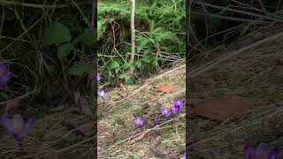 🩵весна🩵nature life ukraine carpathians forest flowers українапереможе [upl. by Htebazie242]