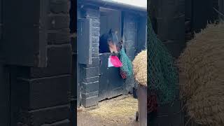 Aerona wants some more… horse equestrian pony comedy funny showhorse welshsectiond scottish [upl. by Eyllib301]