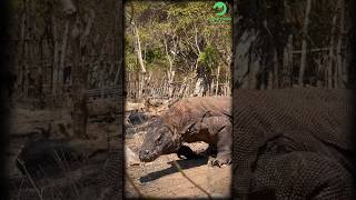 Komodo Bisa Berkembang Biak Tanpa Kawin komodo shorts lizard animals hewan reptiles facts [upl. by Marelya13]