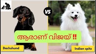 Dachshund vs Indian Spitz Comparison  dash dog Malayalam  Pomeranian [upl. by Ricardo]